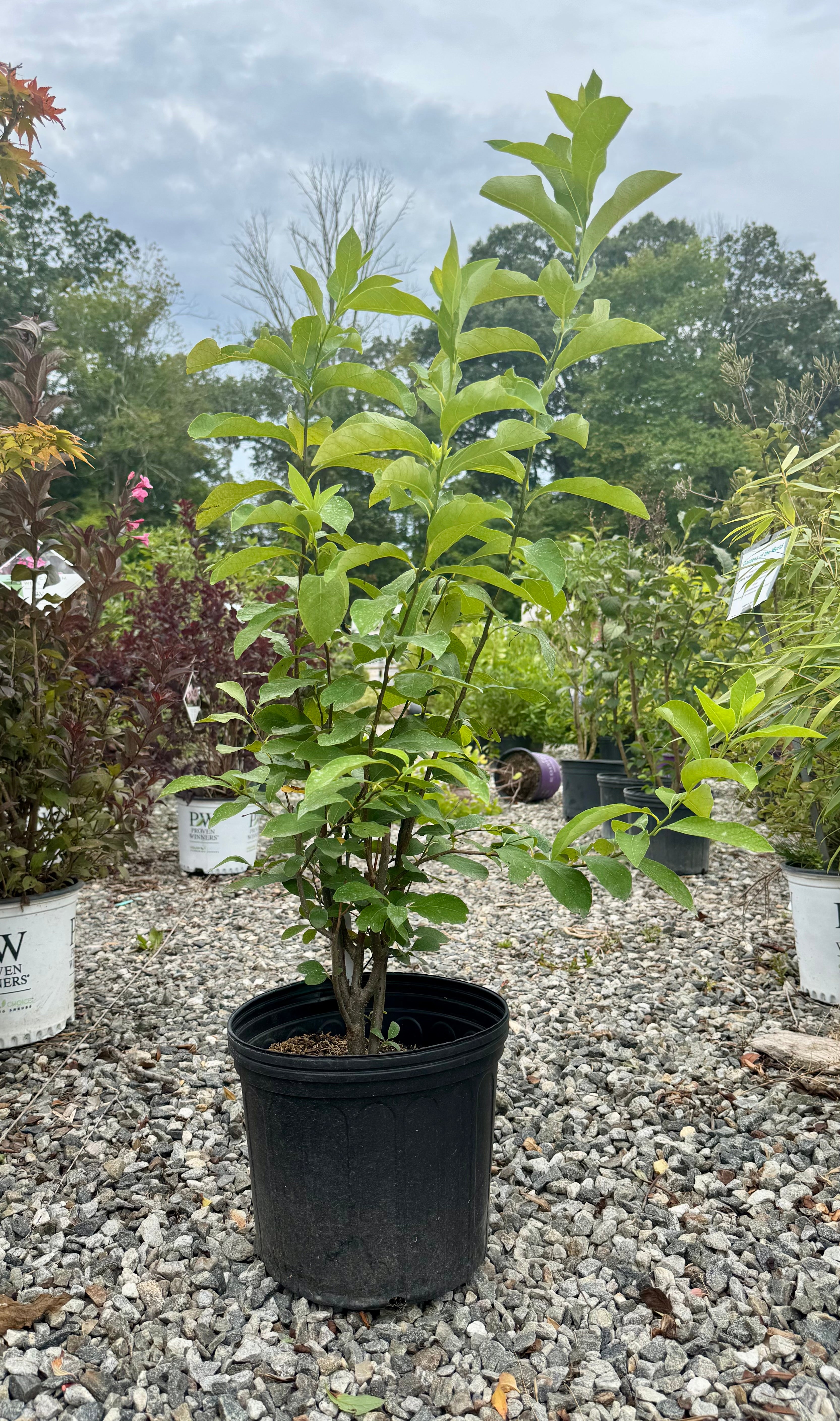 Spice Bush - 3 Gallon (2-3ft)