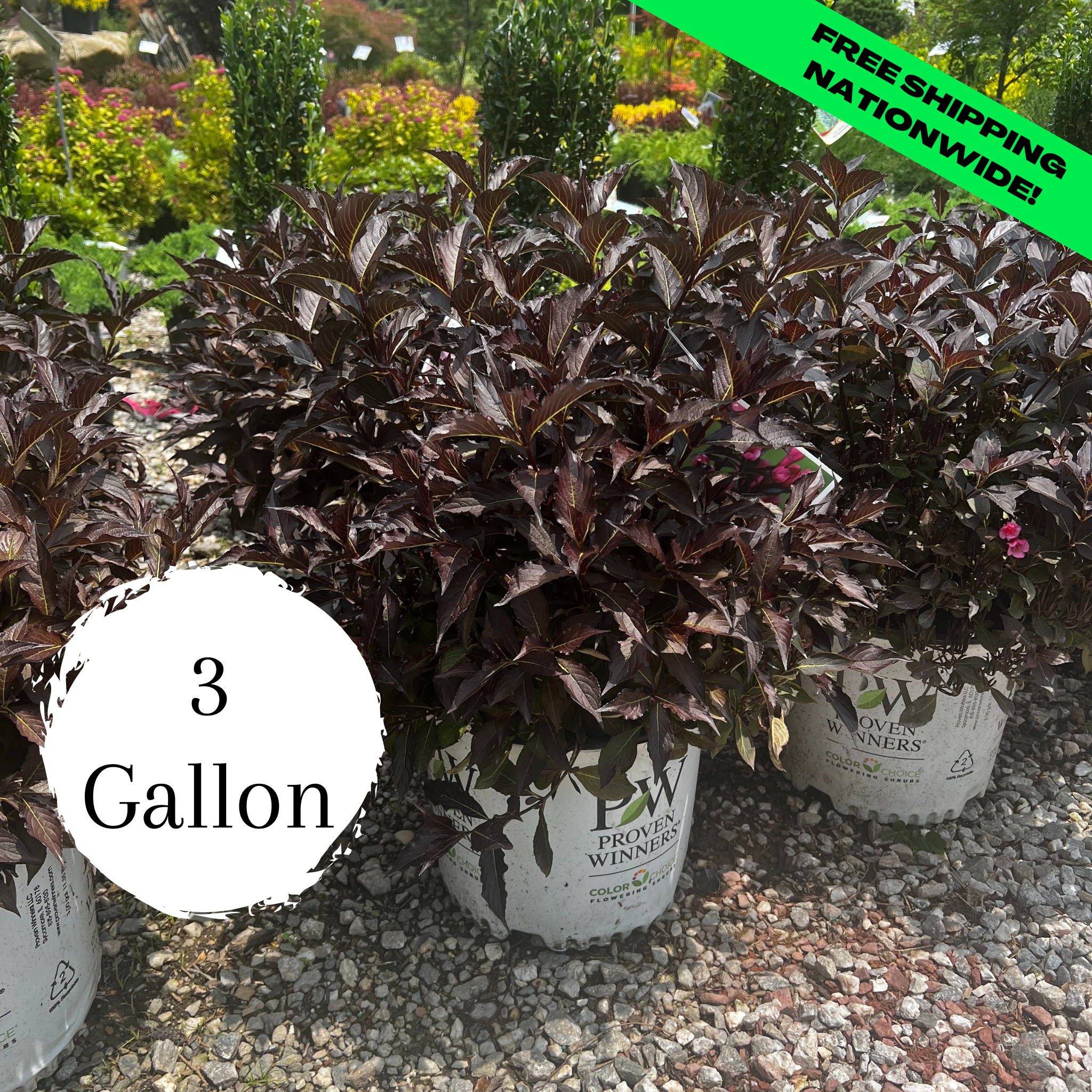 Spilled Wine Weigela