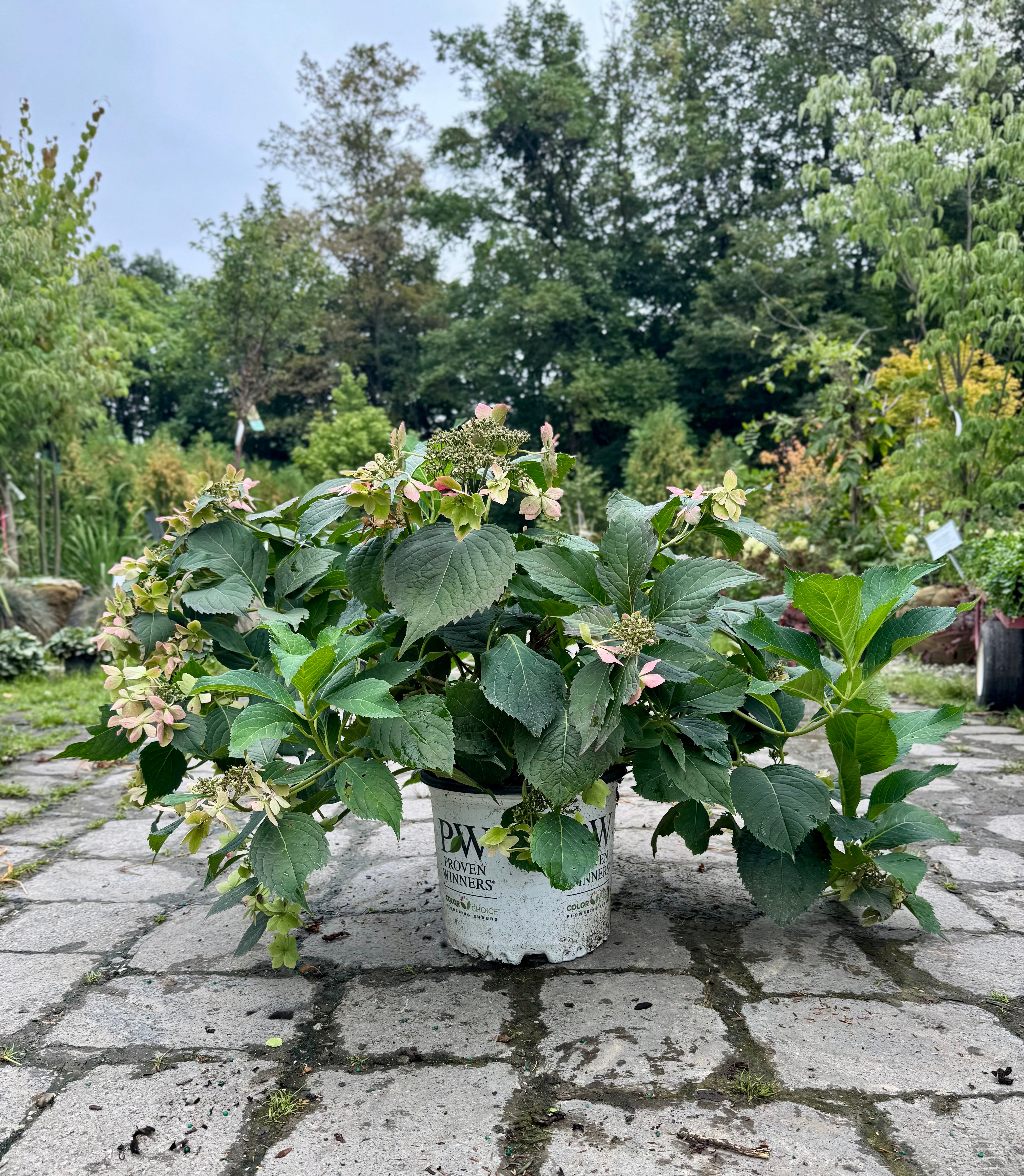 Tuff Stuff Ah-Ha Hydrangea