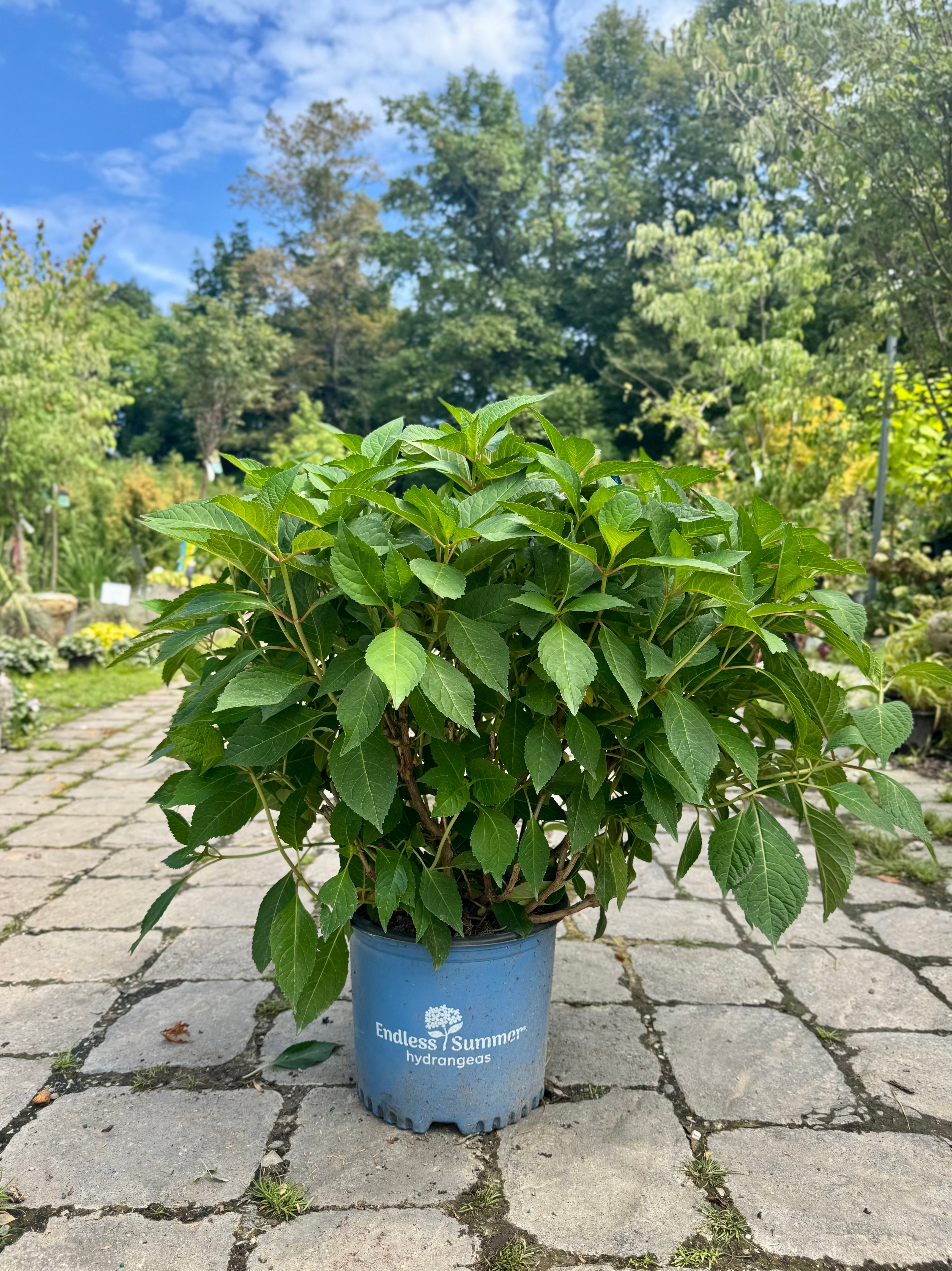 Endless Summer Twist-n-Shout Hydrangea