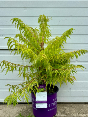 Tiger Eyes Staghorn Sumac
