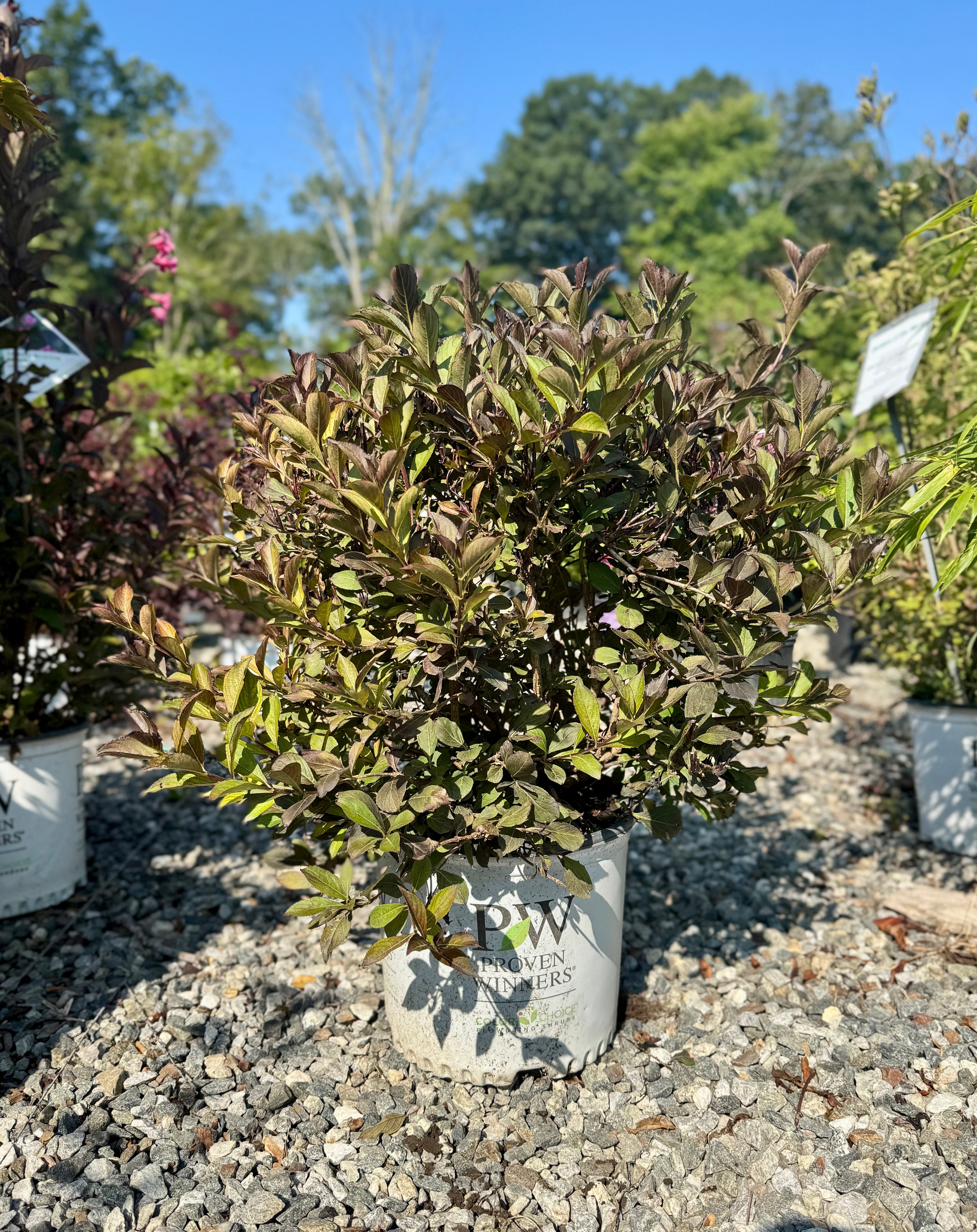 Very Fine Wine Weigela