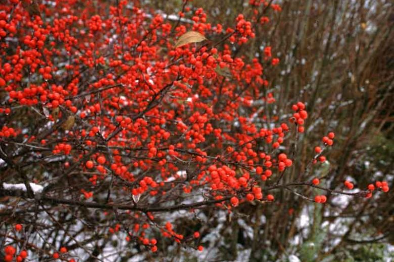 Berry Heavy Winterberry