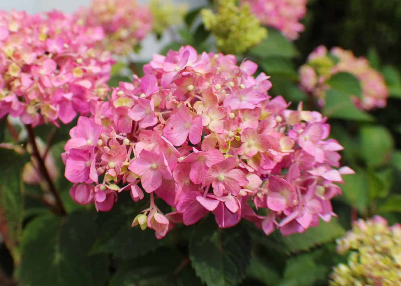 Let's Dance Arriba! Hydrangea