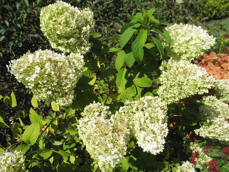 Bobo Panicle Hydrangea