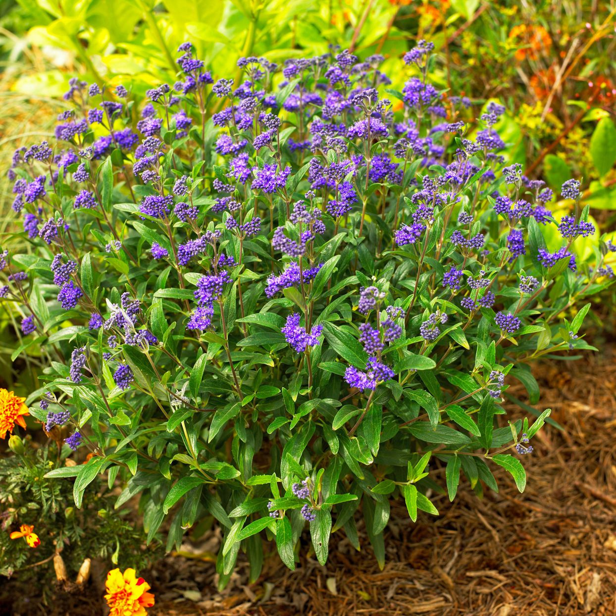 Sunshine Blue Caryopteris (Bluebeard)