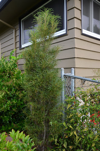 Fine Line Buck Thorn (Rhamnus)