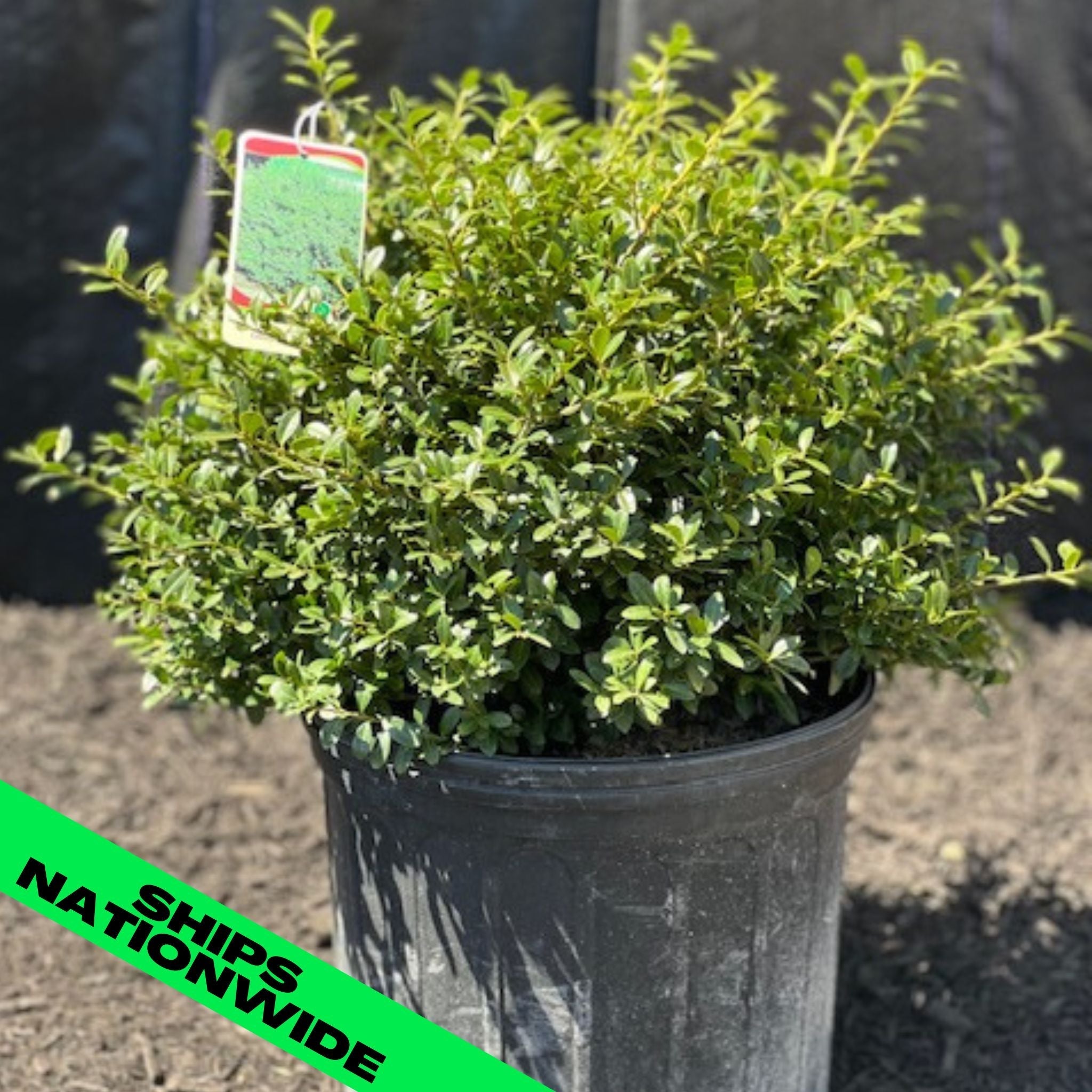 Green Lustre Japanese Holly