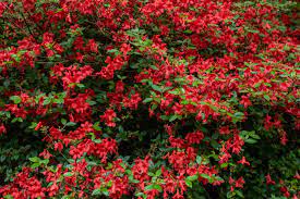 Stewartstonian Azalea