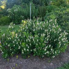 Sixteen Candles Summersweet