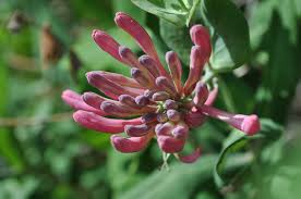 Dropmore Scarlet Honeysuckle
