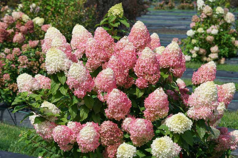 Quick Fire Fab Panicle Hydrangea
