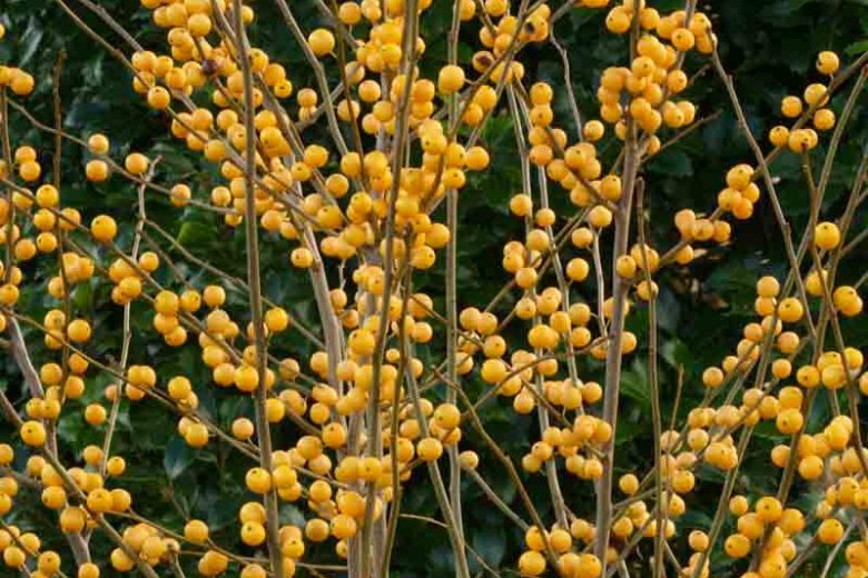 Berry Heavy Gold Winterberry