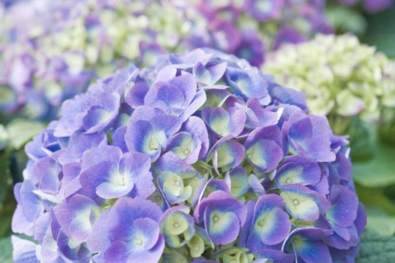 Endless Summer BloomStruck Hydrangea