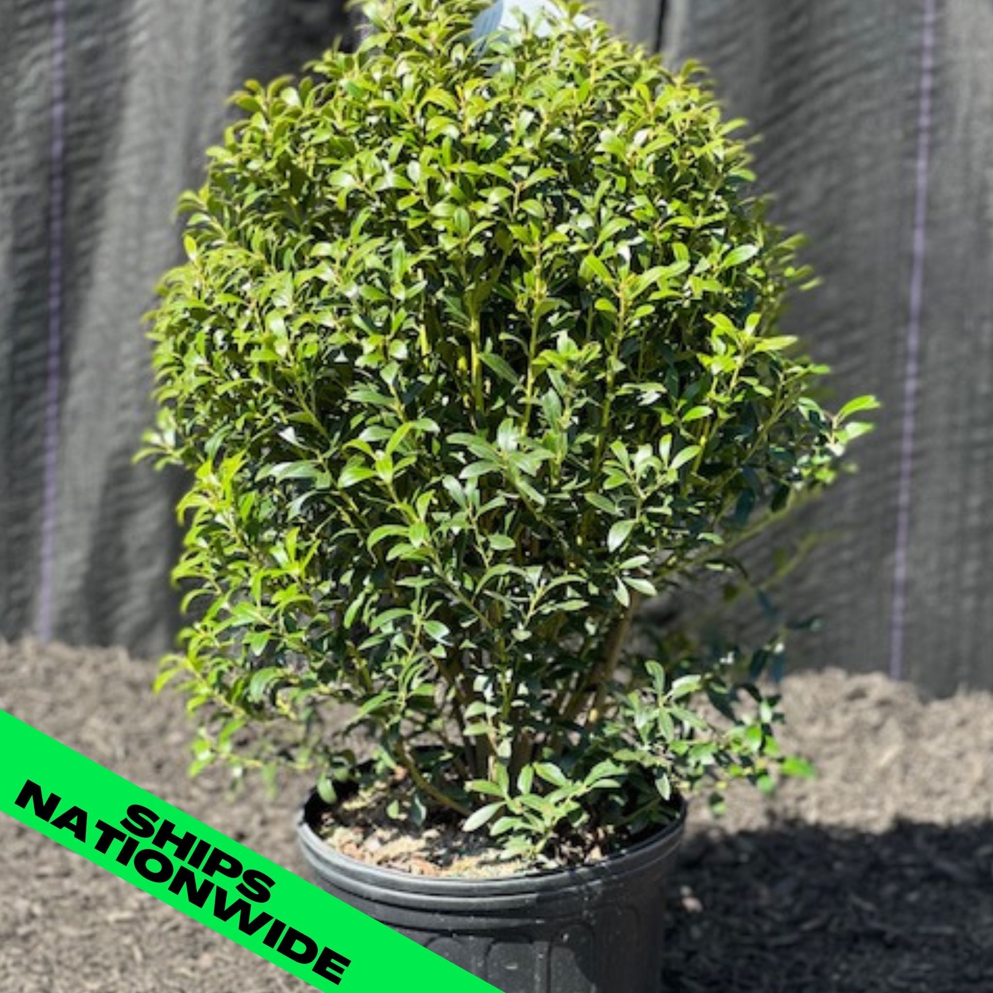 Shamrock Inkberry Holly