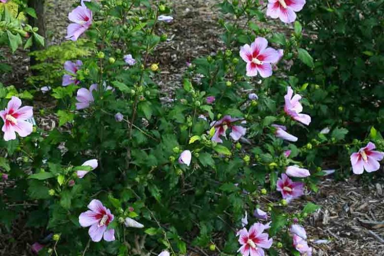 Orchid Satin Rose Of Sharon