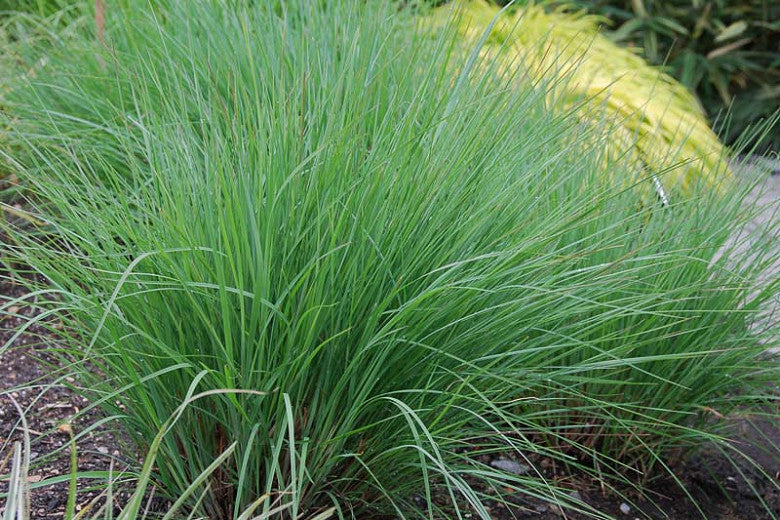 Shining Star Bluestem Grass