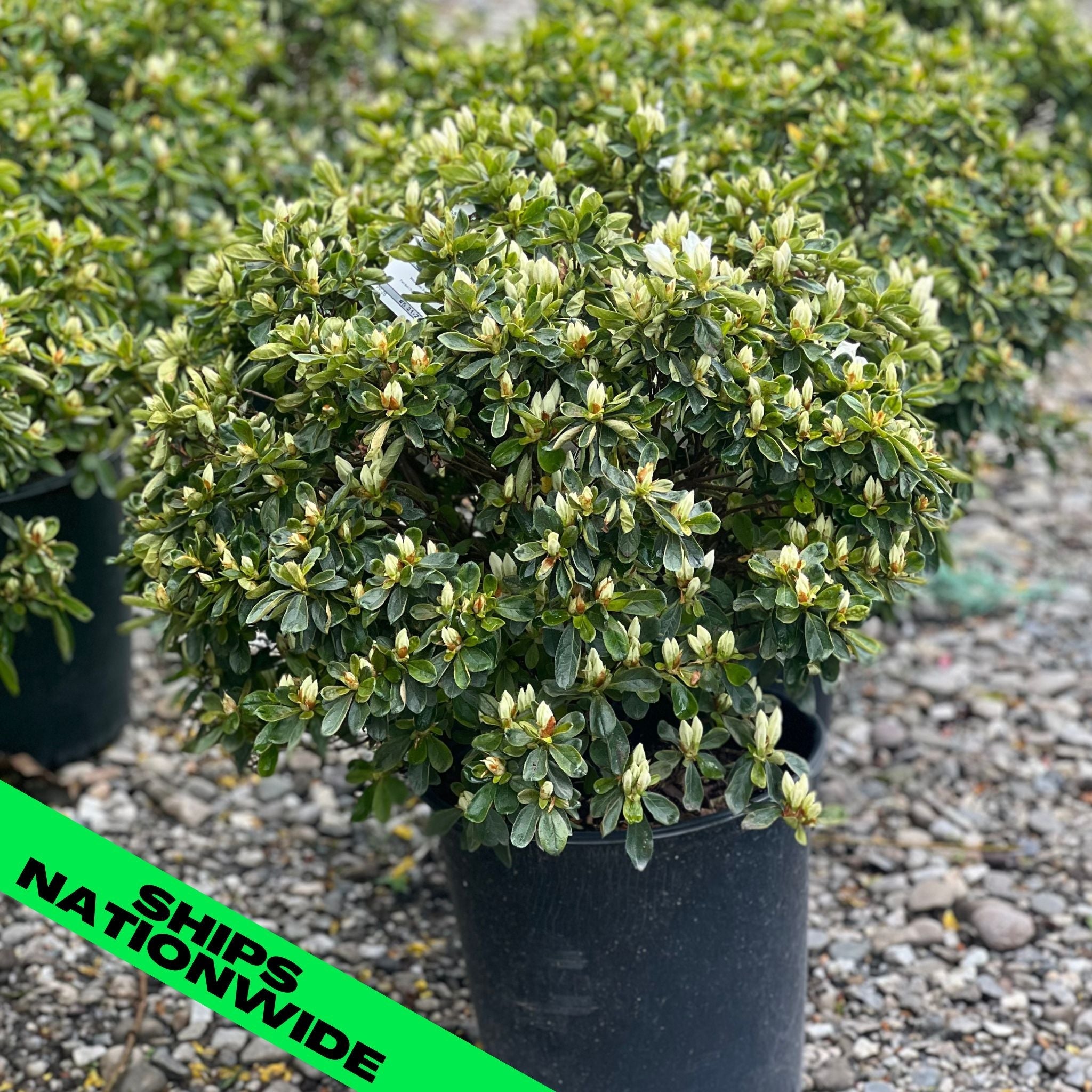 Delaware Valley White Azalea