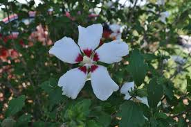 Red Heart Hibiscus (Rose Of Sharon)