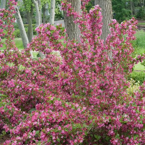 Sonic Bloom Pink Weigela