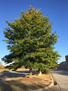 XL Nuttall Oak