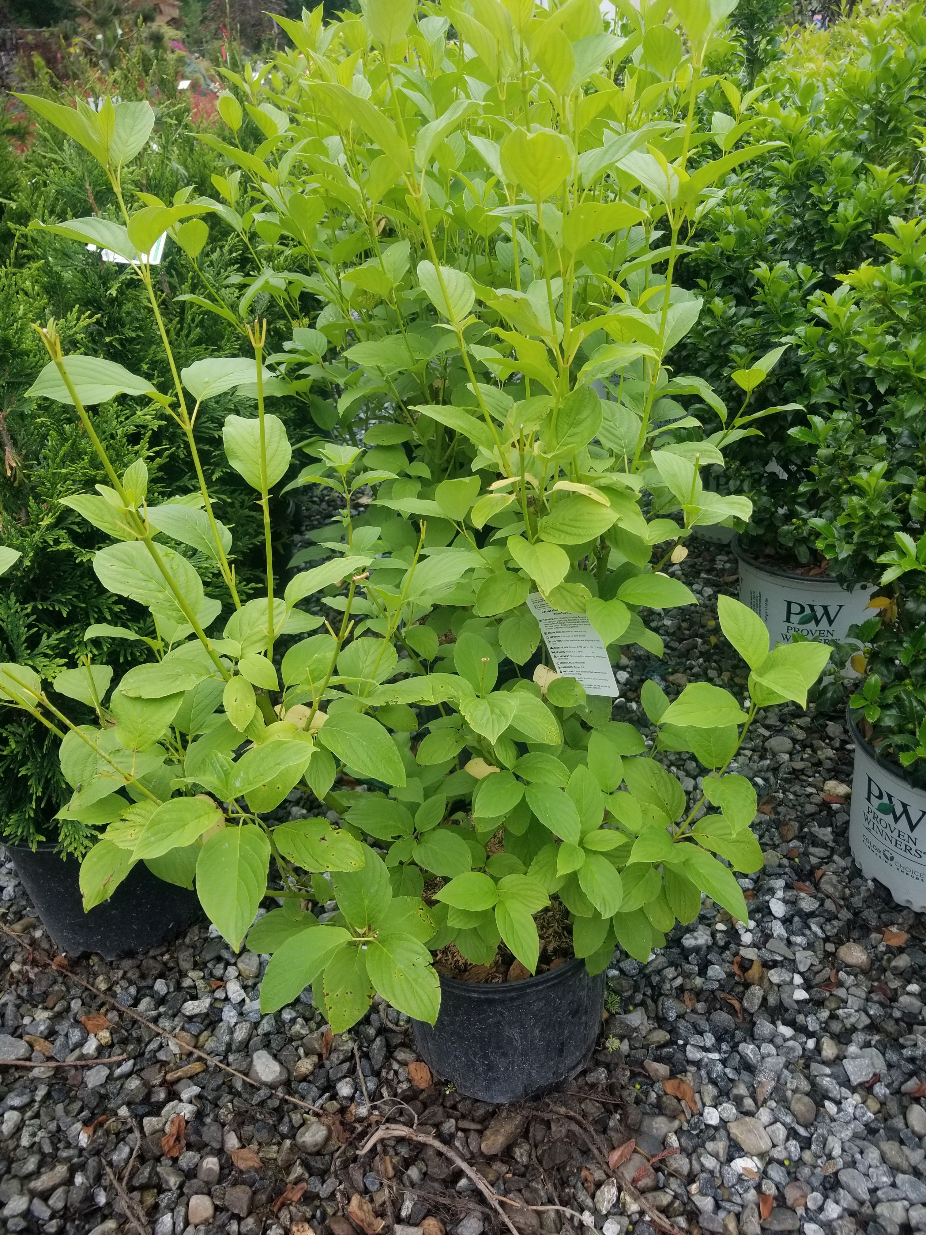 Bud's Yellow Dogwood