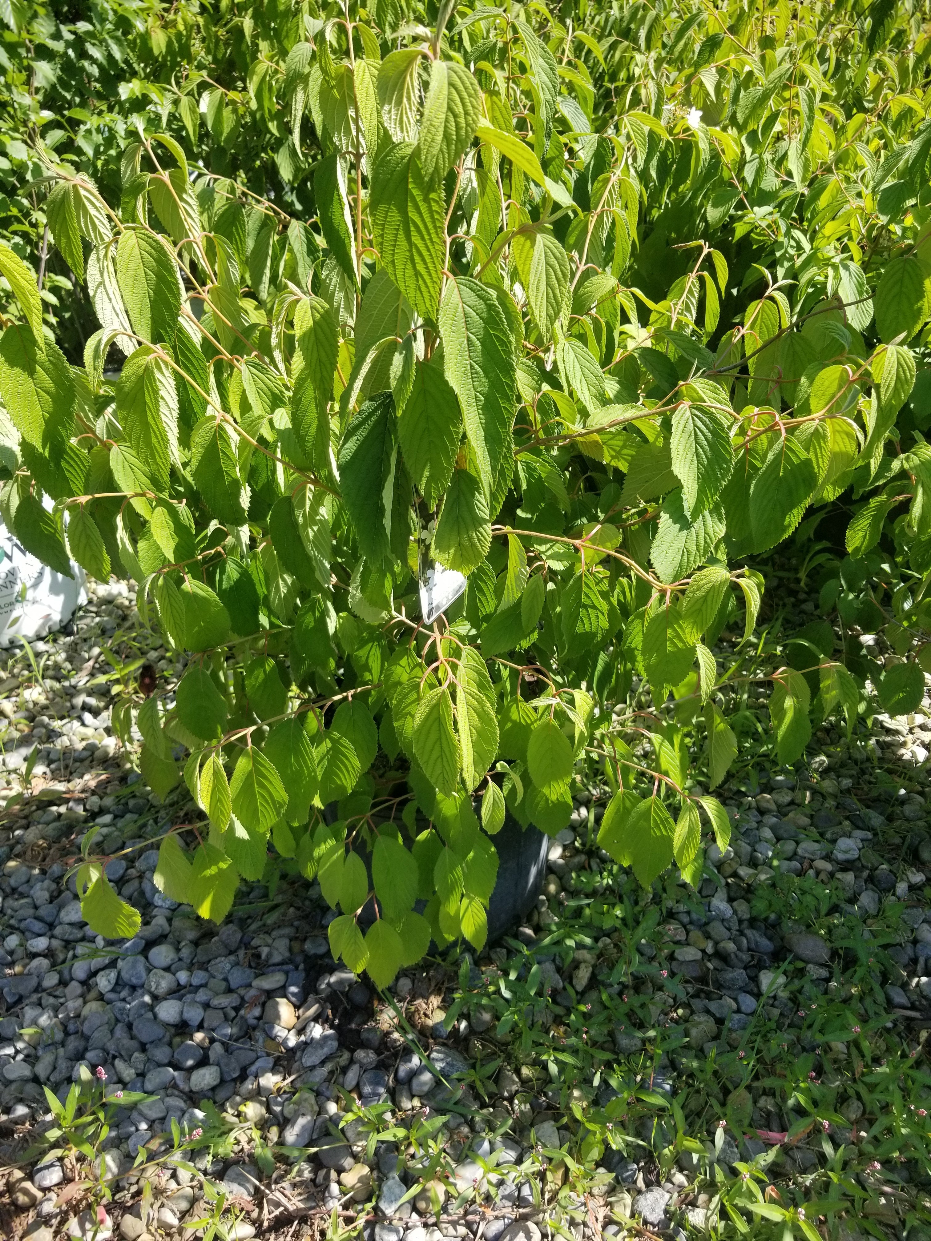 Mariesii Doublefile Viburnum