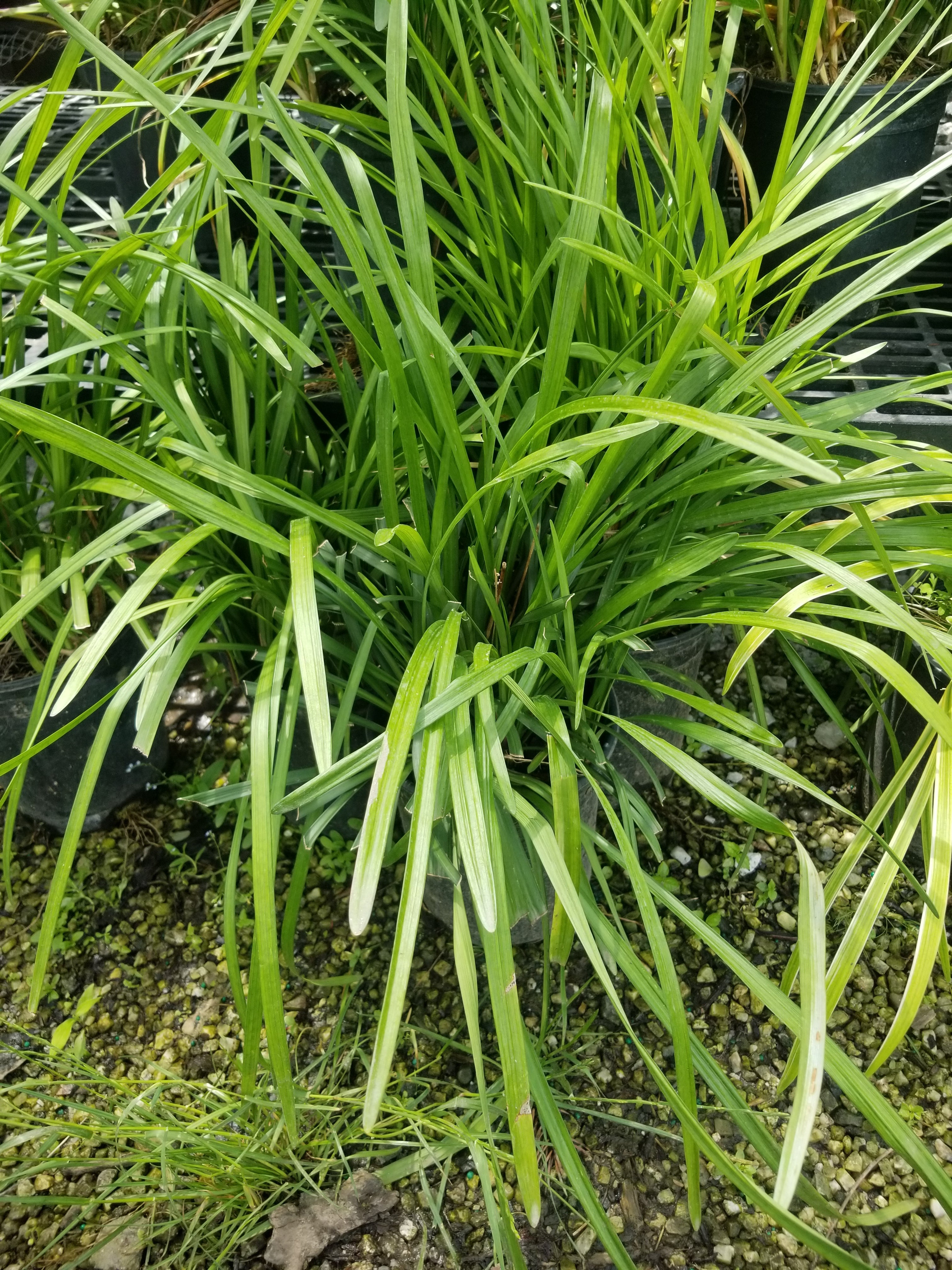 Big Blue Lilyturf (Liriope)