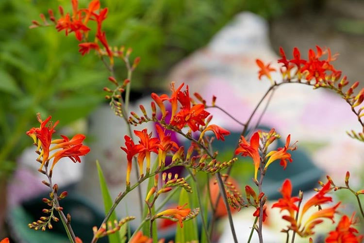 Lucifer Montbretia Crocosmia