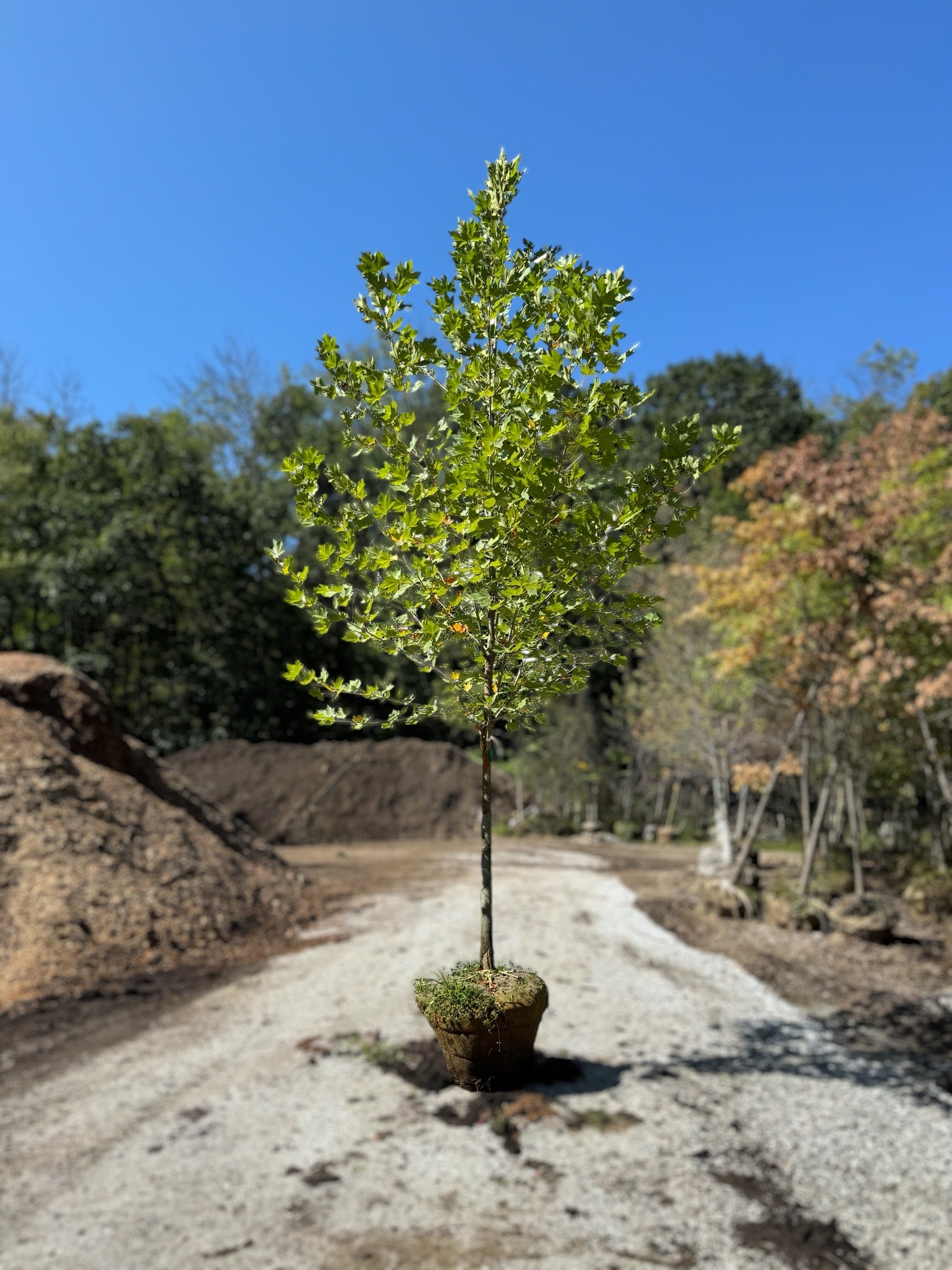 XL Exclamation!™ London Planetree