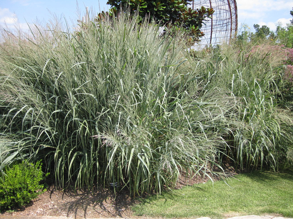 Dallas Blues Switchgrass