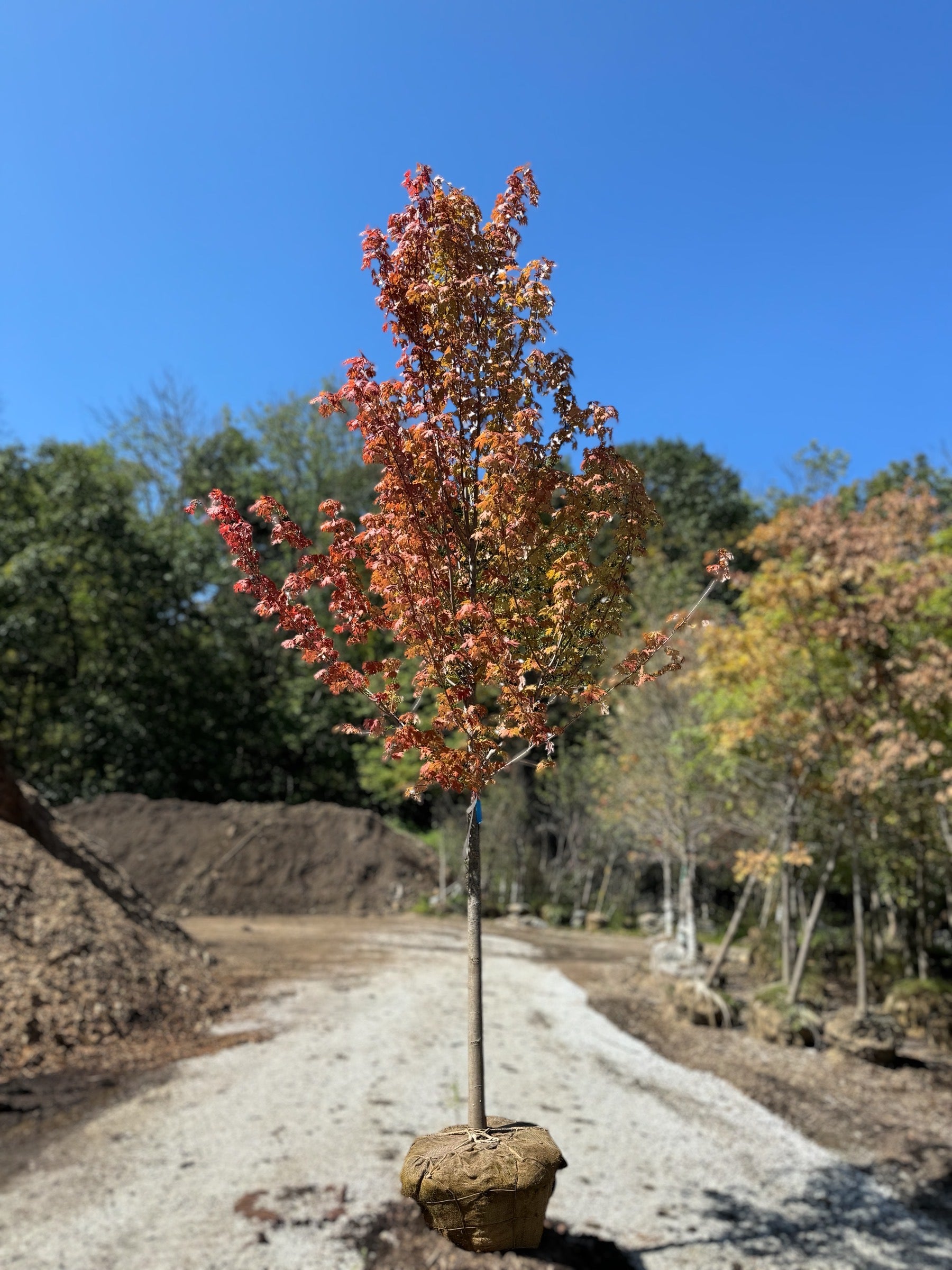 XL Autumn Blaze Maple