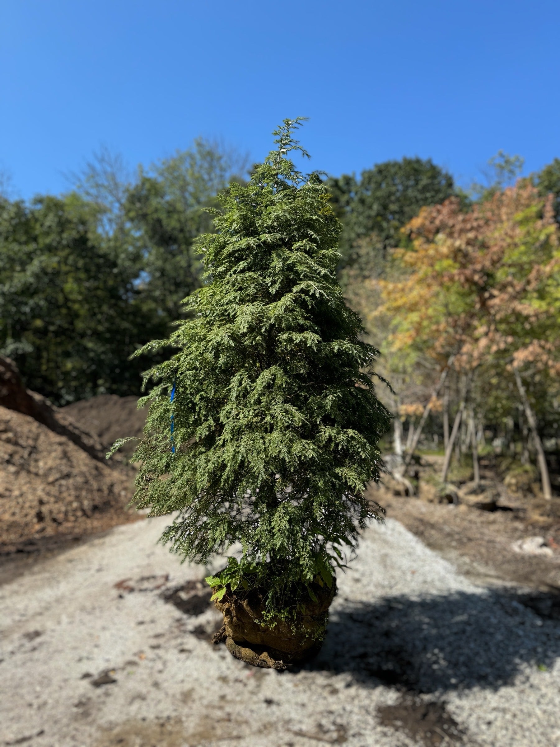 Canadian Hemlock