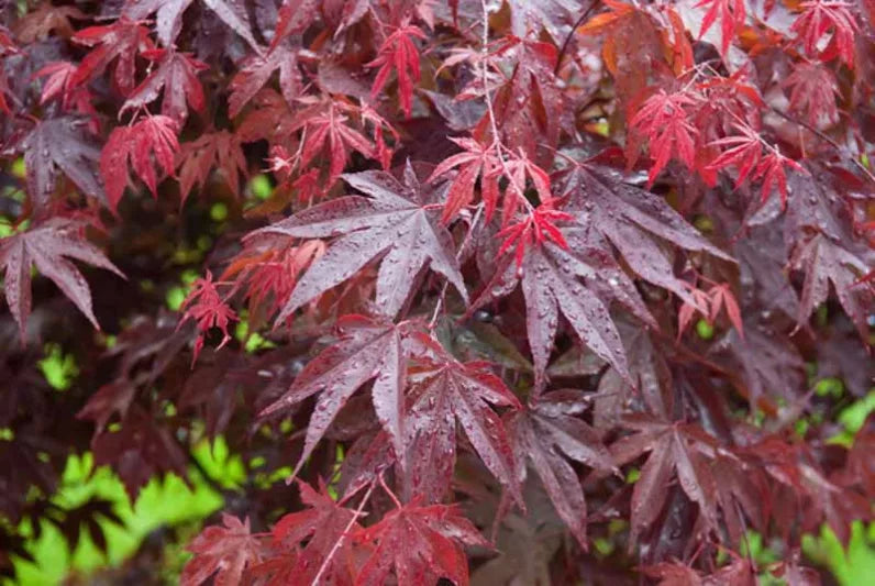 XL Bloodgood Japanese Maple