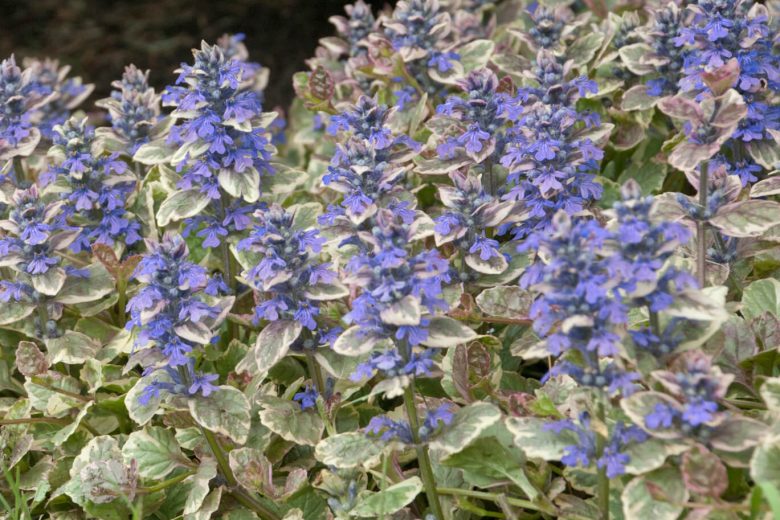 Burgundy Glow Bugleweed