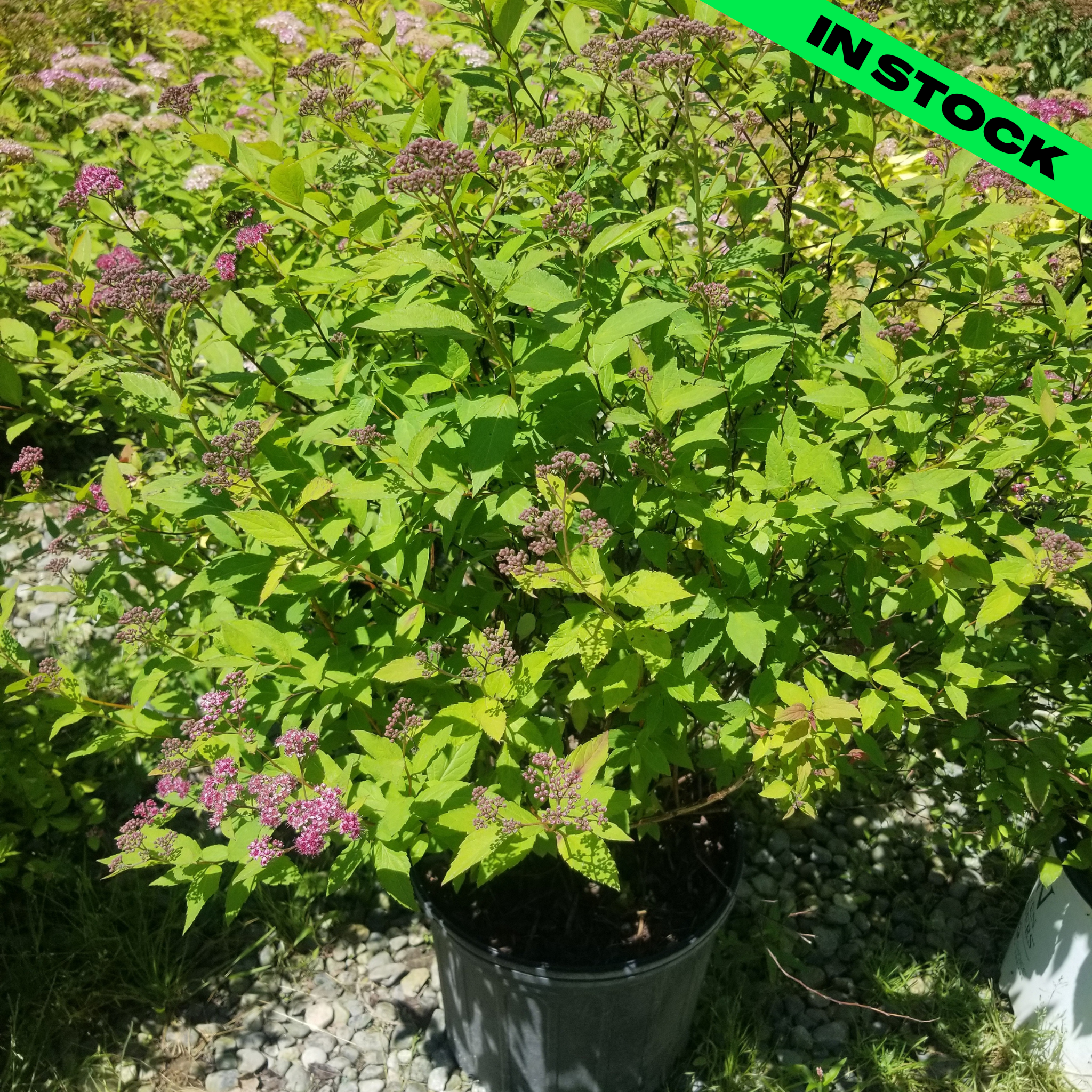 Anthony Waterer Spirea