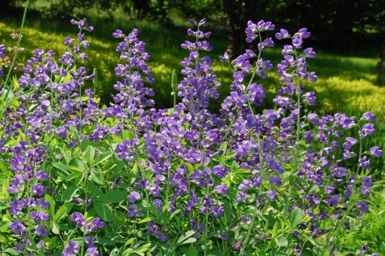 Blue False Indigo