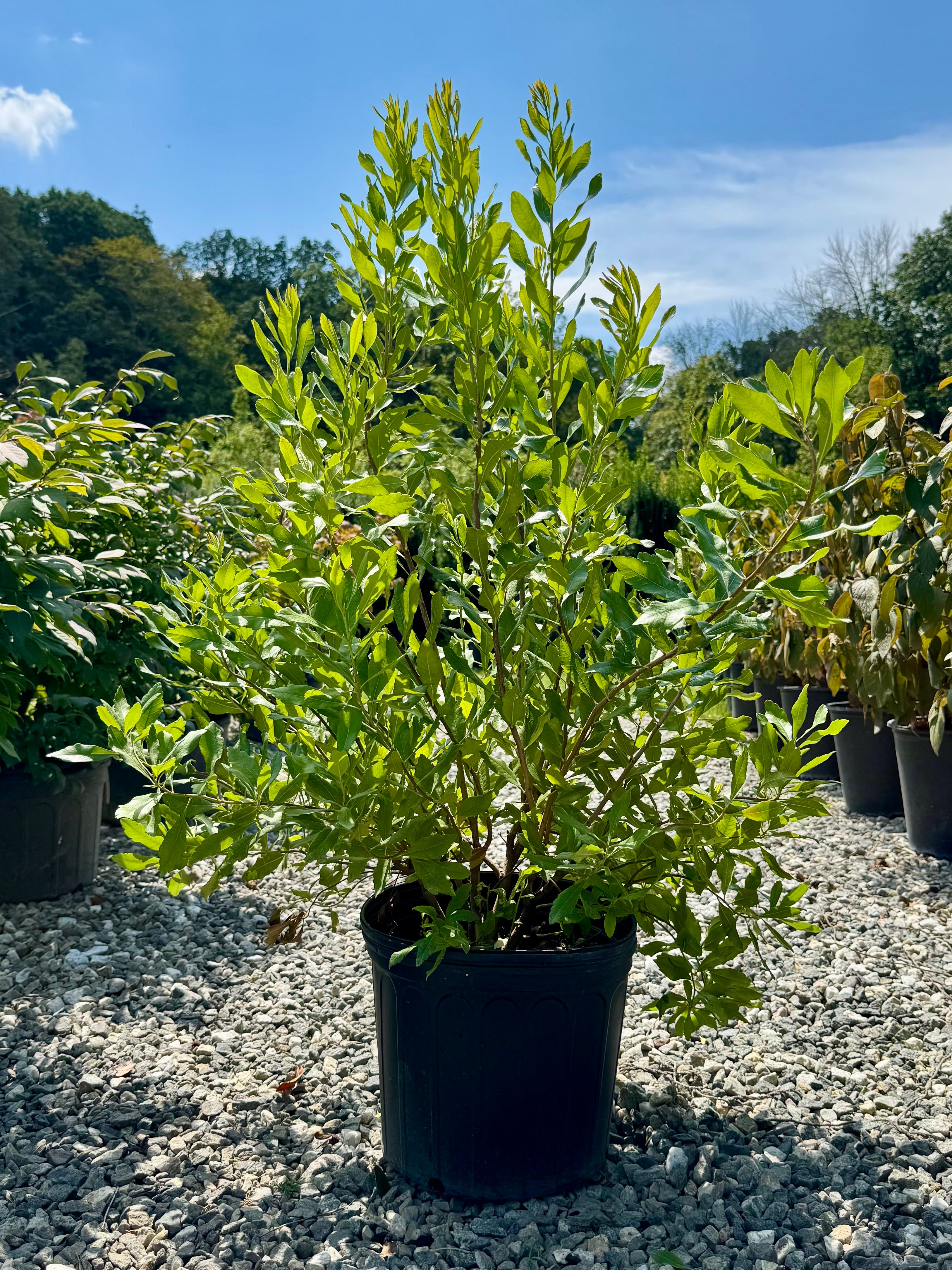 Northern Bayberry