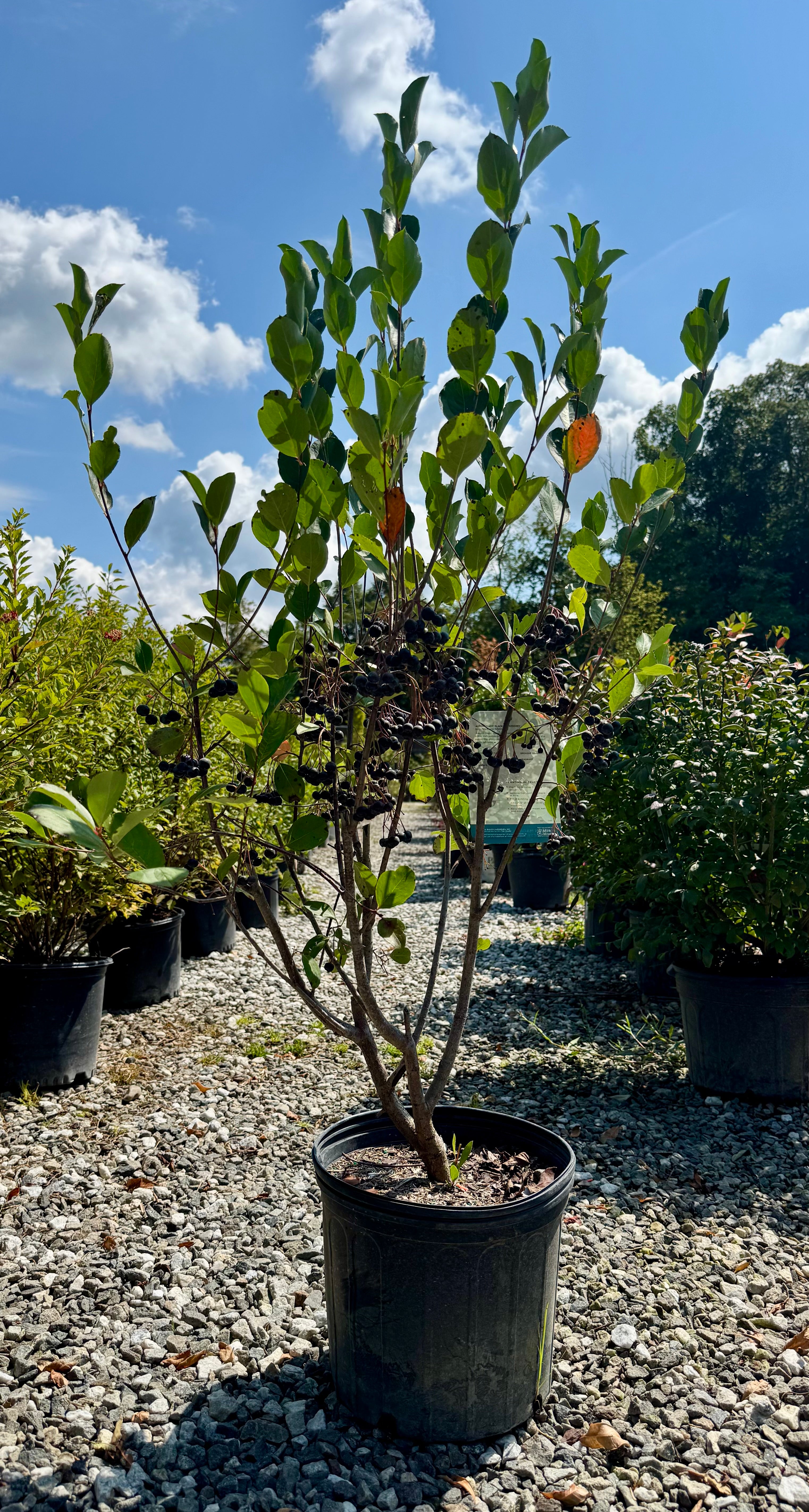 Autumn Magic Chokeberry