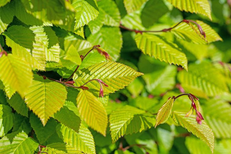 XL European Hornbeam