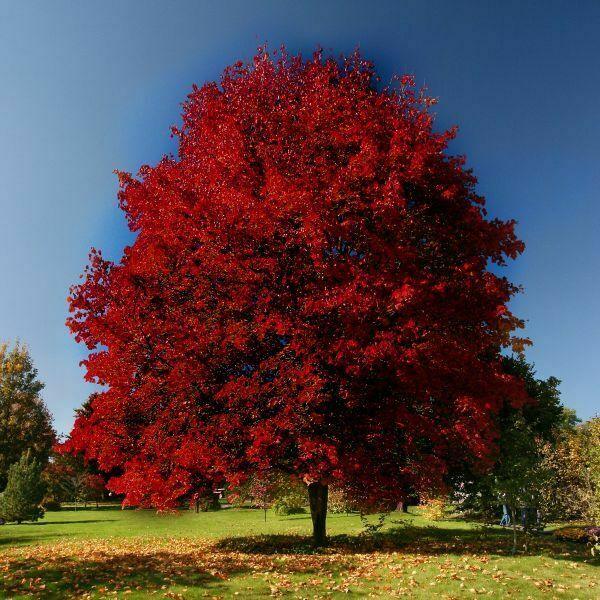 XL Brandywine Red Maple