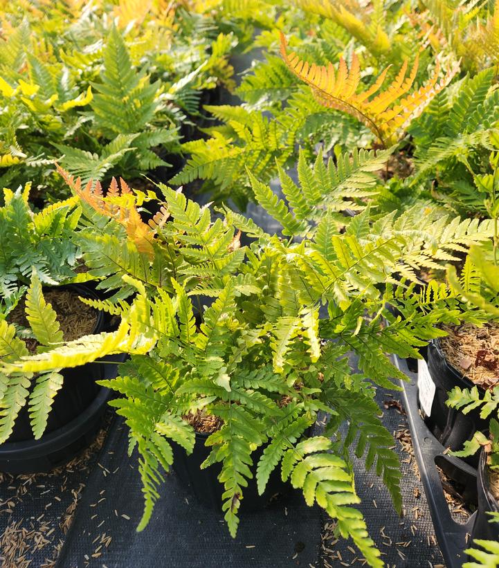 Brilliance Autumn Fern