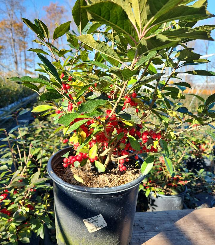 Red Sprite Winterberry