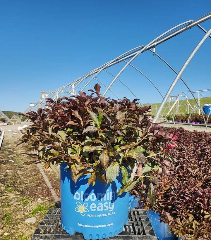 Electric Love Weigela - (1-1.5ft)