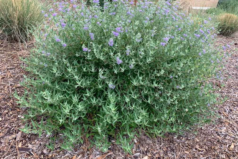 Blue Mist Caryopteris (Bluebeard)