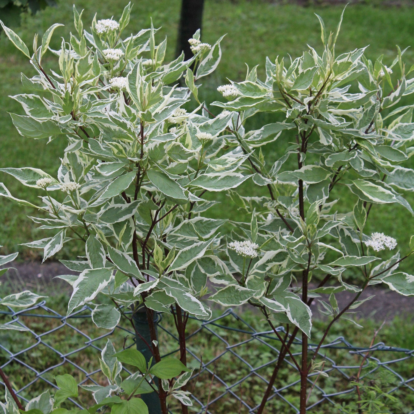 Elegantissima Variegated Red Twig Dogwood