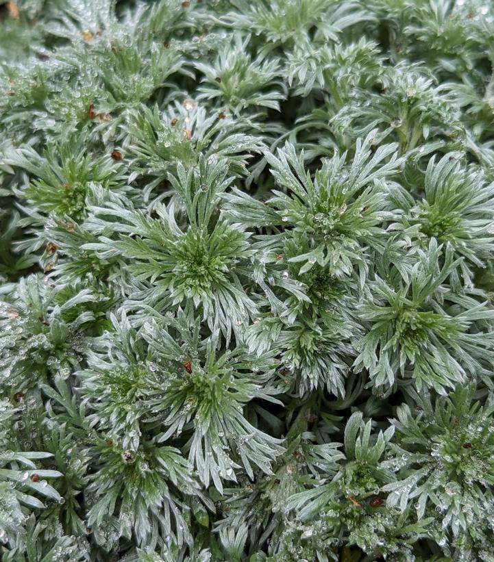 Artemisia Silver Mound Wormwood