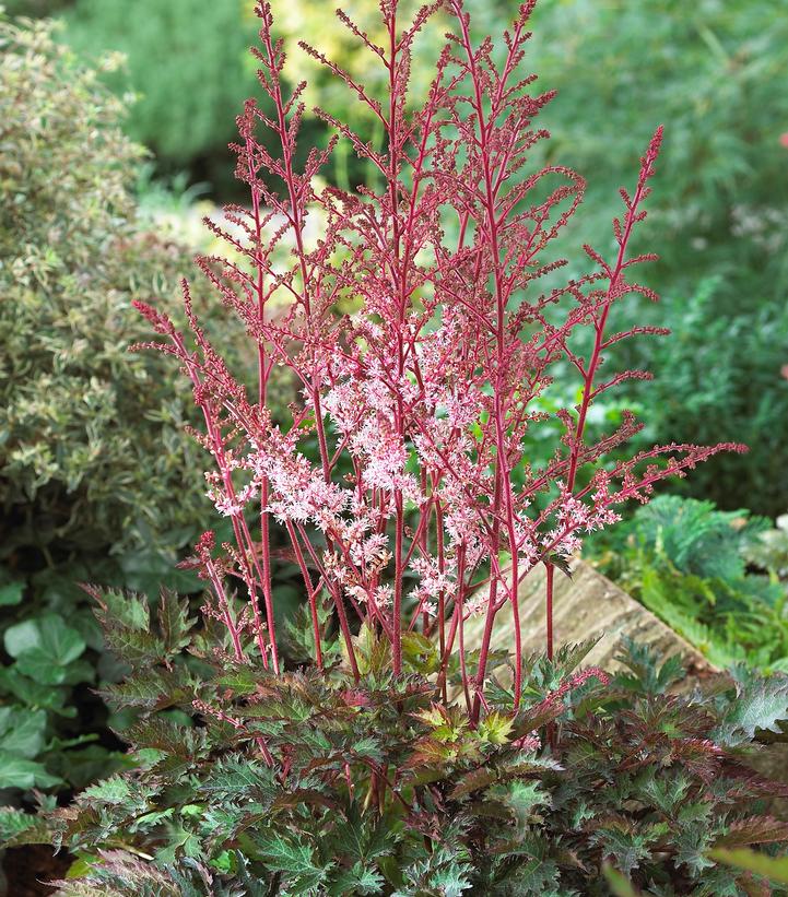 Astilbe Delft Lace