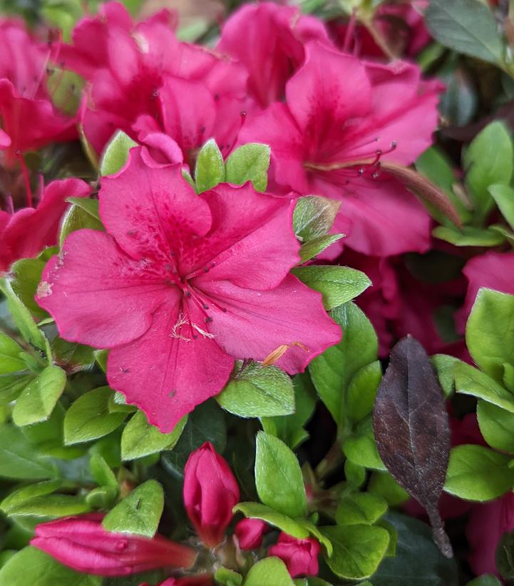 Girard's Fuchsia Azalea