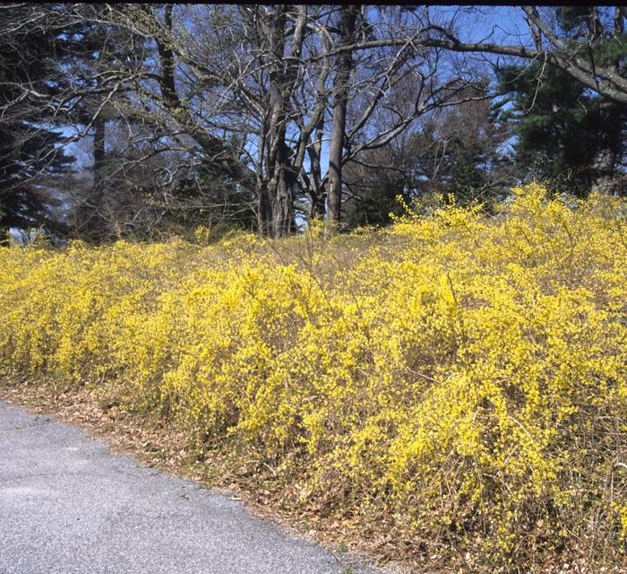 Weeping Forsythia